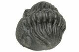 Wide Enrolled Pedinopariops Trilobite #229836-1